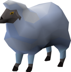 Blue Sheep